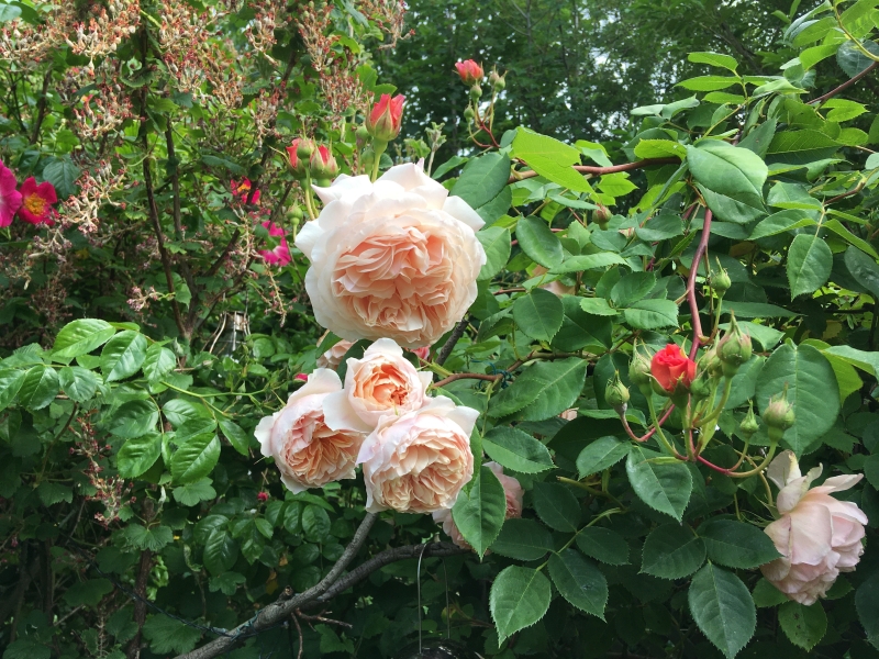 Cottage Garden